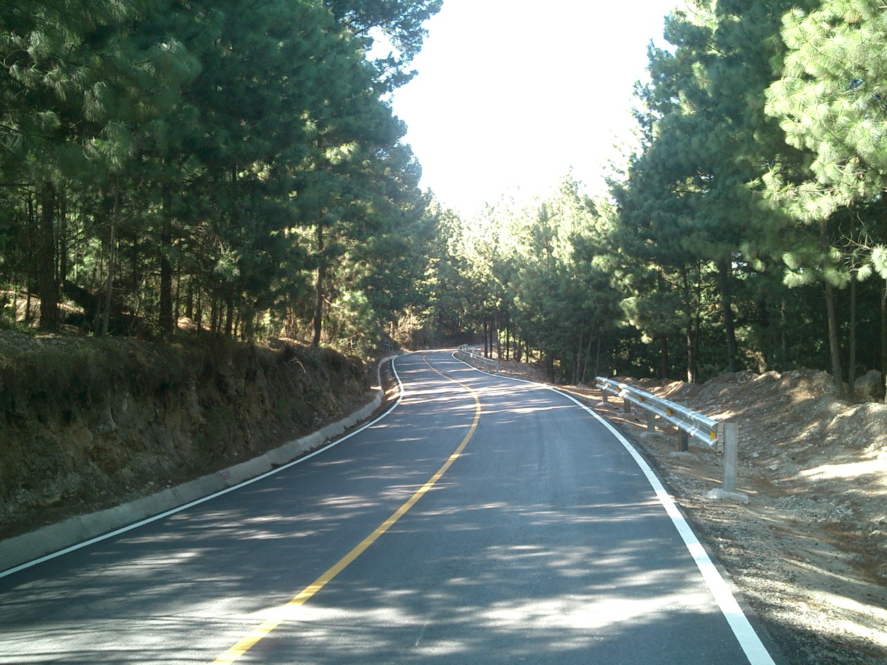 Ruta nacional 12 y bosque